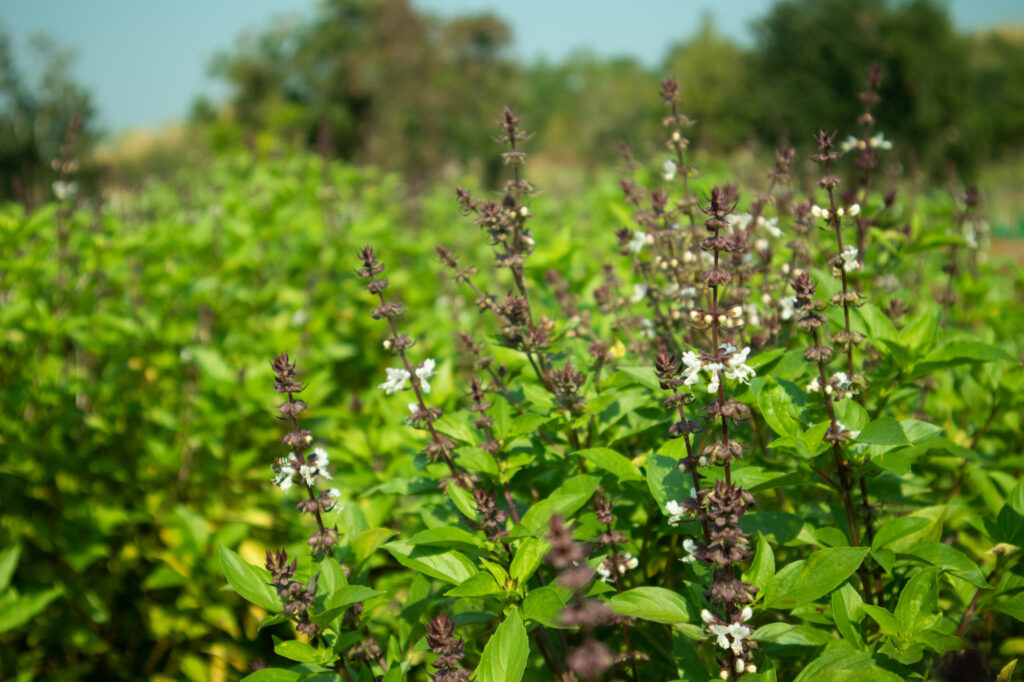 holi-basil-plant