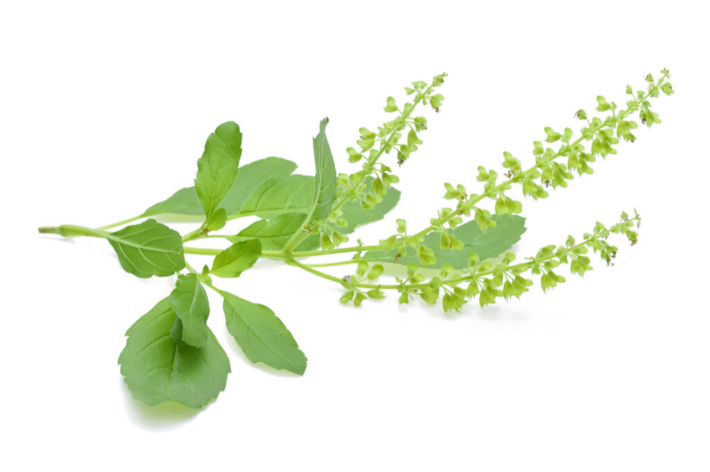 holi-basil-plant