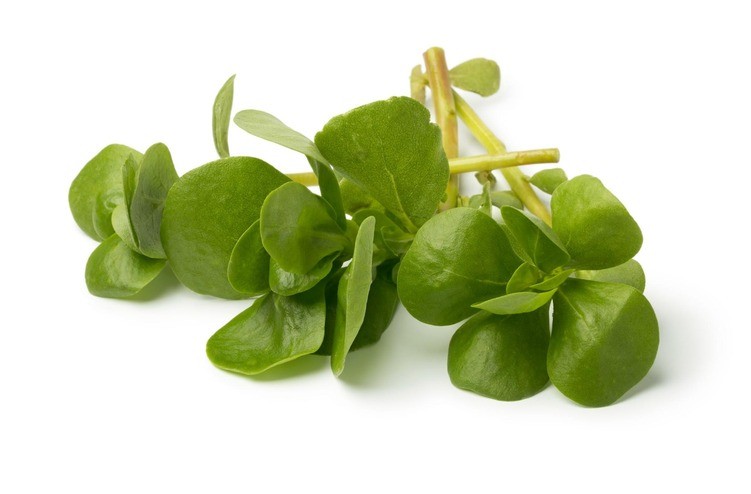 Bacopa monnieri-leaves