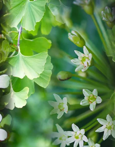 nootropic-drugs-benefits-and-uses